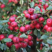 Яблоня,Китайка керр (ЗКС 2лет) V15л