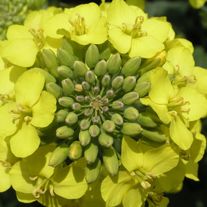 Семена рапса Элвис