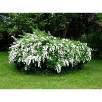 Спирея дубравколистная