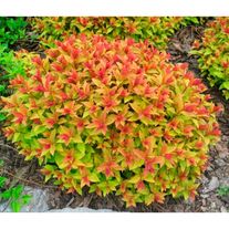 Спирея японская