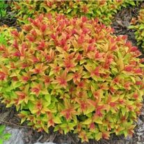 Спирея японская, Макрофилла (2лет)