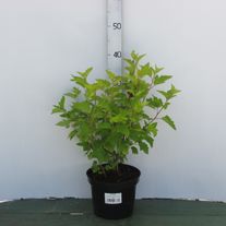 Пузыреплодник калинолистный