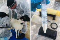 Генетический материал (семя), Дорпер / Dorper