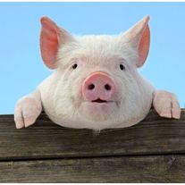 Свиньи в живом весе