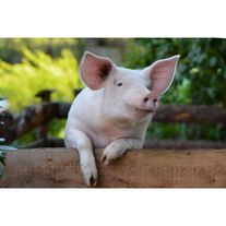 Свиньи в живом весе