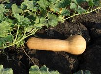 Тыква Прикубанская