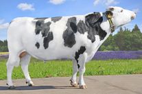 Семя быка Тагил  197