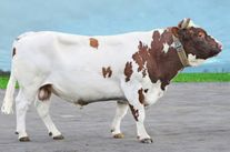 Семя быка Стиль 1343