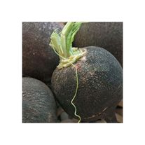 Редька "Зимняя"
