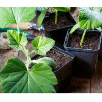 Рассада тыквы