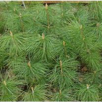 Сеянцы Кедра (Сосна Корейская) 3-летка