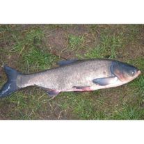 Рыба живая толстолобик