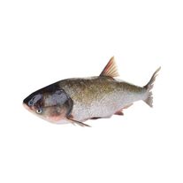 Толстолобик