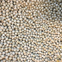 Горох продовольственный