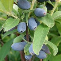 Жимолость съедобная "Камчадалка"