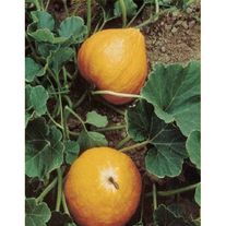 Семена Тыква Россиянка