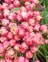 Тюльпан "Колумбус"