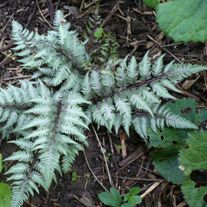 Кочедыжник (Папоротник) ниппонский Pewter lace С1 (1 литр)