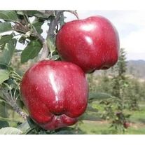 Яблоки Супер Чиф