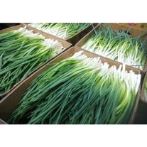 Зеленый лук (зелень) свежий