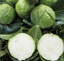 Капуста белокочанная, сорт Тафма