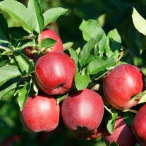 Яблоки, сорт Фридам