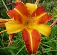 Лилейник гибридный Bicolor С3 (3 литра)