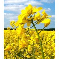 Яровой рапс "Гриффин"