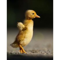 Утята "Стар 53"