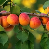 Абрикос "Академик"