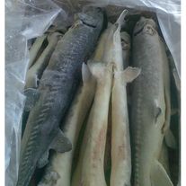 Осетр свежемороженный