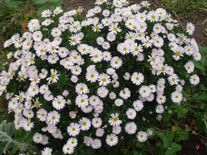 Астра кустарниковая Apollo С1 (1 литр)