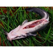 Сом потрошеный с головой