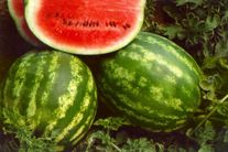 Семена арбуза Эврика F1
