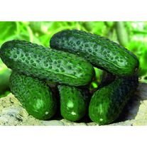 Огурец "Барвина"