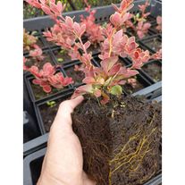 Барбарис тунберга Ред Рокет Р9