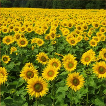 Подсолнечник "Енисей"