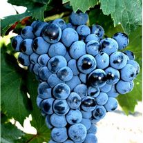 Виноград "Первенец Амура"