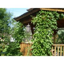 Девичий виноград