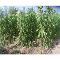 Черевишня Дюк "Кормилица"