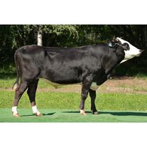 Семя быков ярославской, голштинской и других пород