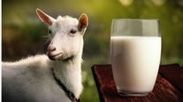 Молоко козье