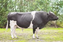 Семя быка Ушастик 610