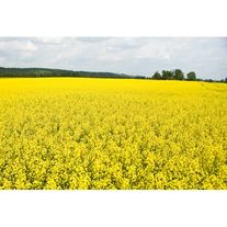 Рапс "Кенар"