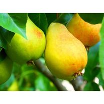 Груша Заречная