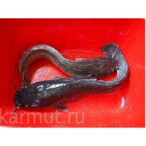 Живая рыба Кармут