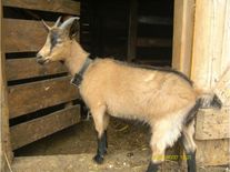 Чешские козы