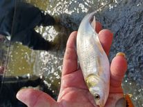 Рыба (толстолобик белый)