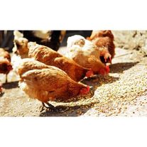 Куры несушки