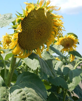 Семена подсолнечника Горстар